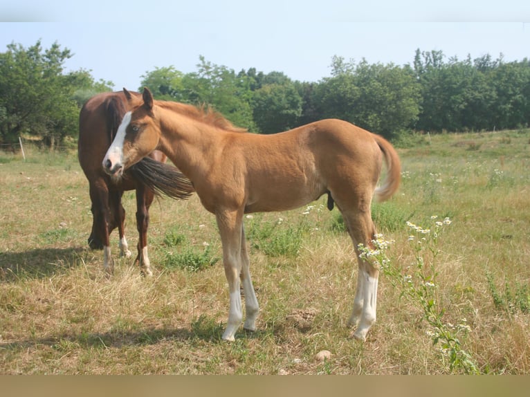 American Quarter Horse Stallone Puledri (07/2025) Sauro in Sedena