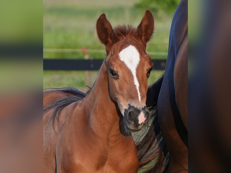 American Quarter Horse Stallone  Sauro scuro in Biberach an der Ri&#xDF;