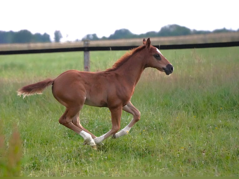American Quarter Horse Stallone  Sauro scuro in Biberach an der Ri&#xDF;