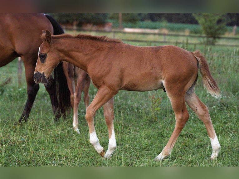 American Quarter Horse Stallone  Sauro scuro in Biberach an der Ri&#xDF;