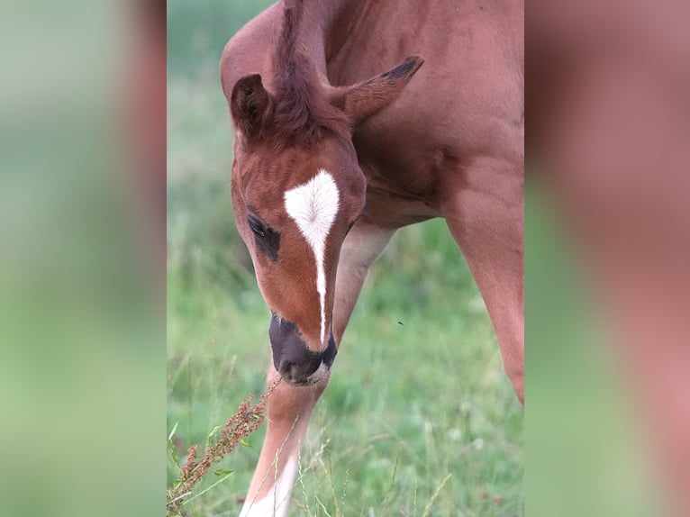 American Quarter Horse Stallone  Sauro scuro in Biberach an der Ri&#xDF;