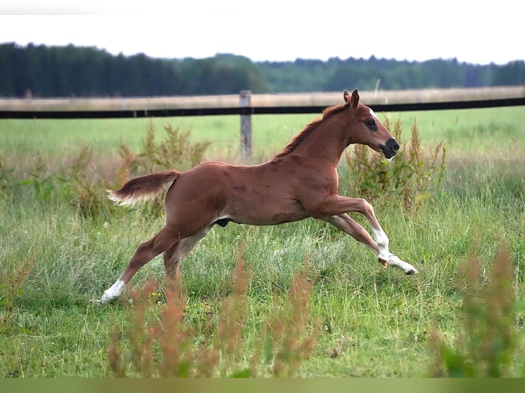American Quarter Horse Stallone  Sauro scuro in Biberach an der Ri&#xDF;