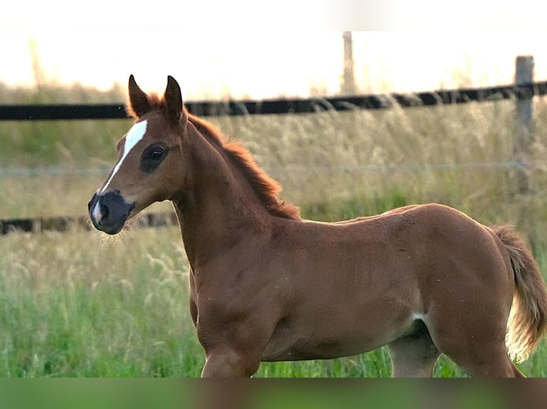American Quarter Horse Stallone  Sauro scuro in Biberach an der Ri&#xDF;