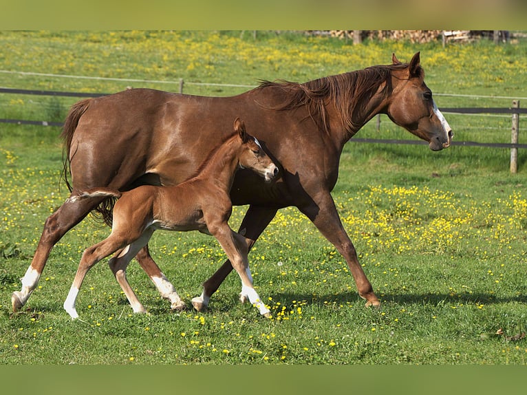 American Quarter Horse Stallone  Sauro scuro in Biberach an der Ri&#xDF;