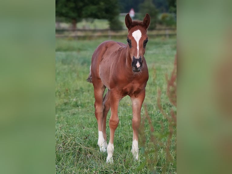 American Quarter Horse Stallone  Sauro scuro in Biberach an der Ri&#xDF;