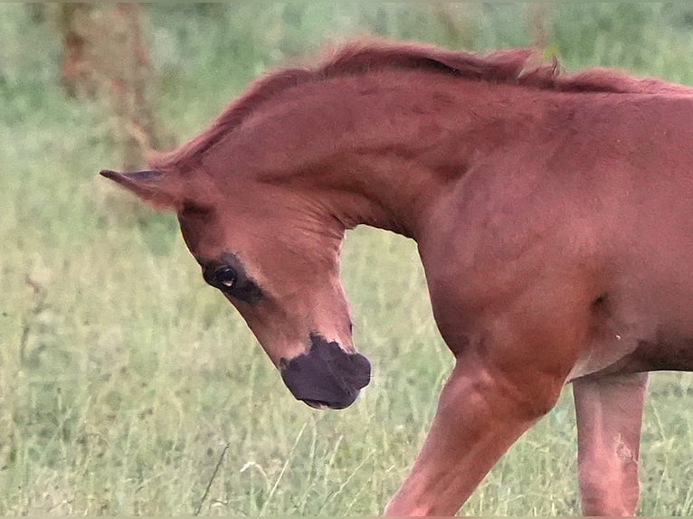 American Quarter Horse Stallone  Sauro scuro in Biberach an der Ri&#xDF;