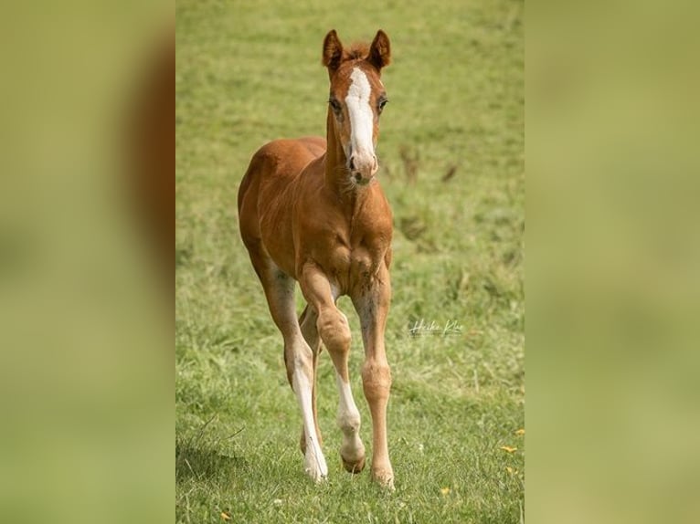 American Quarter Horse Stallone Puledri
 (06/2024) Sauro scuro in Laubach