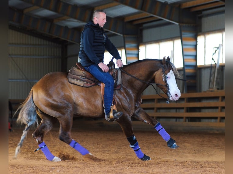 American Quarter Horse Stallone Red dun in Pszczew
