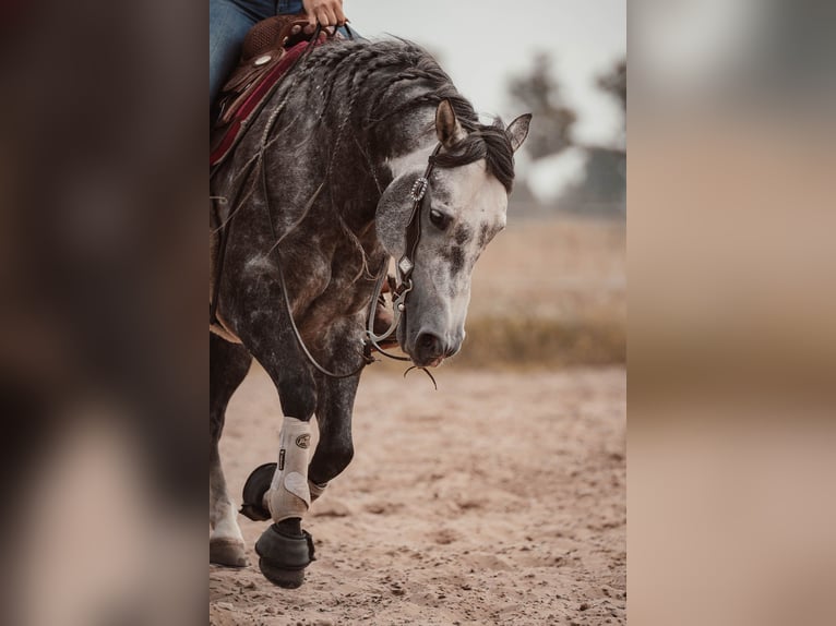 American Quarter Horse Stallone in Sch&#xF6;nwalde