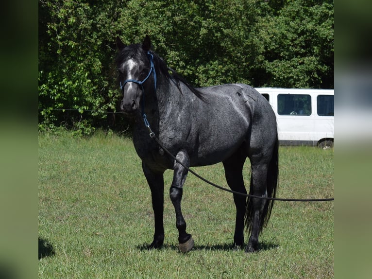 American Quarter Horse Stallone Roano blu in Neustadt Dosse