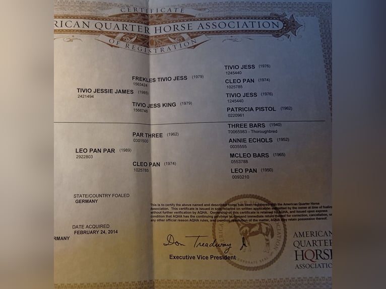 American Quarter Horse Stallone Sauro in Theisseil