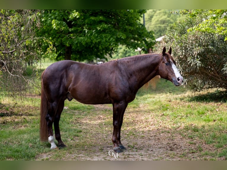 American Quarter Horse Stallone Sauro in Erding