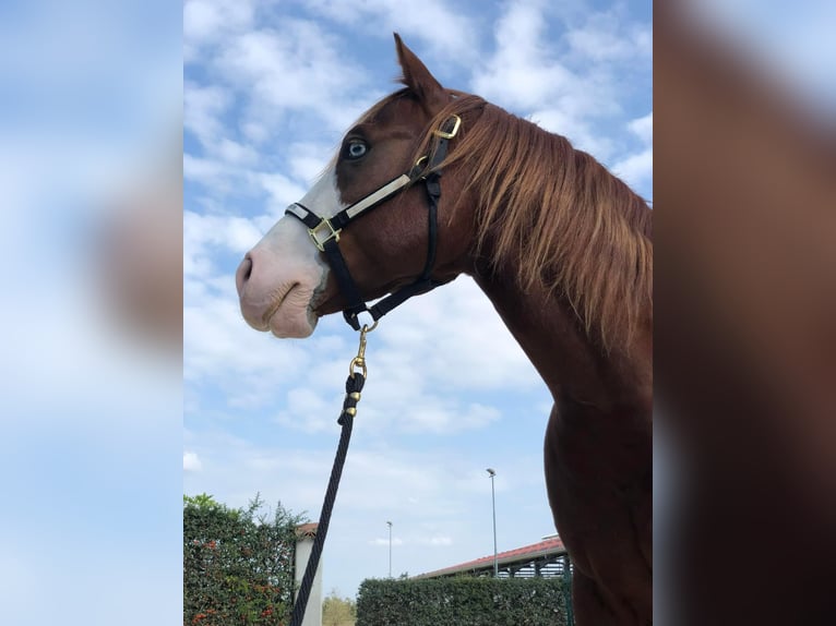 American Quarter Horse Stallone Sauro in GOSSOLENGO