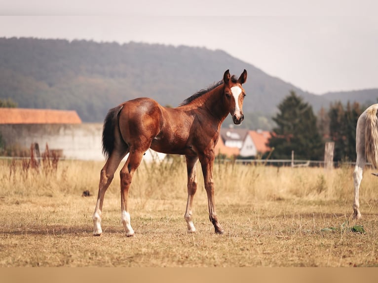 American Quarter Horse Stallone Sauro scuro in Delligsen