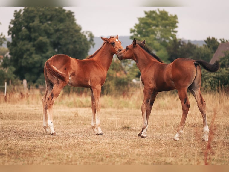 American Quarter Horse Stallone Sauro scuro in Delligsen