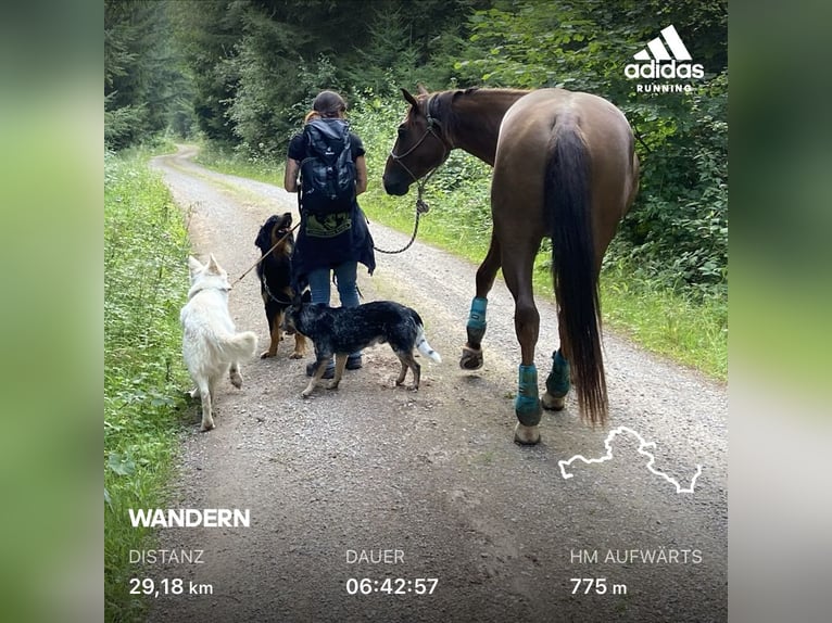 American Quarter Horse Stallone Sauro scuro in Delligsen