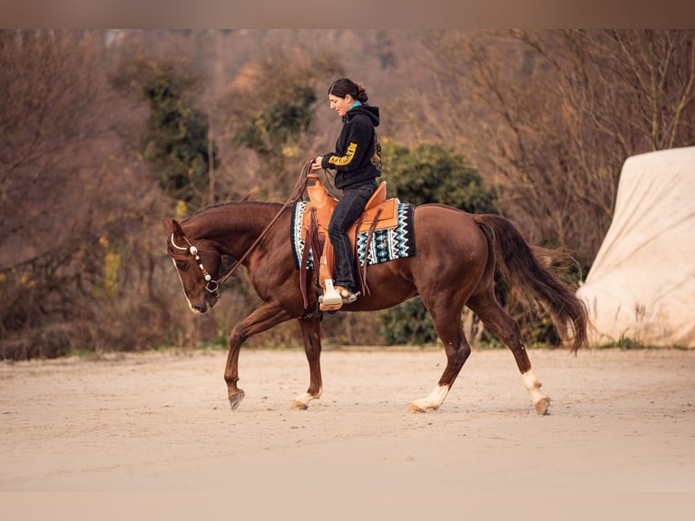 American Quarter Horse Stallone Sauro scuro in Delligsen
