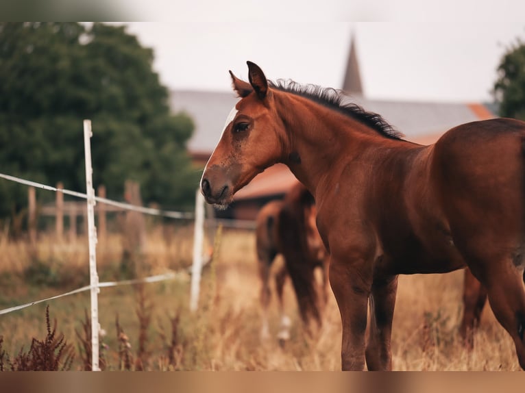 American Quarter Horse Stallone Sauro scuro in Delligsen