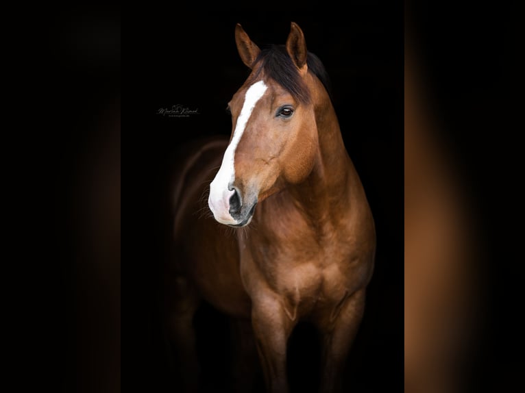 American Quarter Horse Stallone Sauro scuro in Delligsen