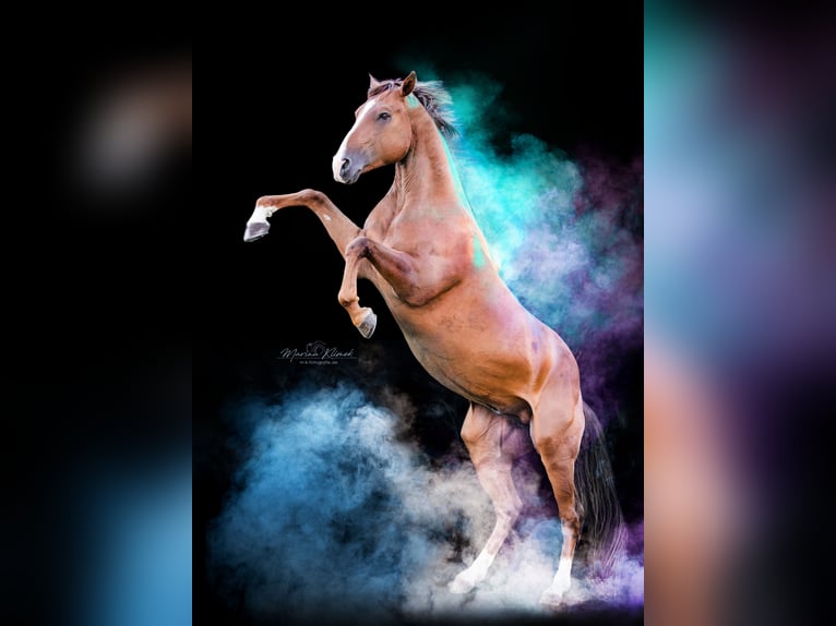 American Quarter Horse Stallone Sauro scuro in Delligsen