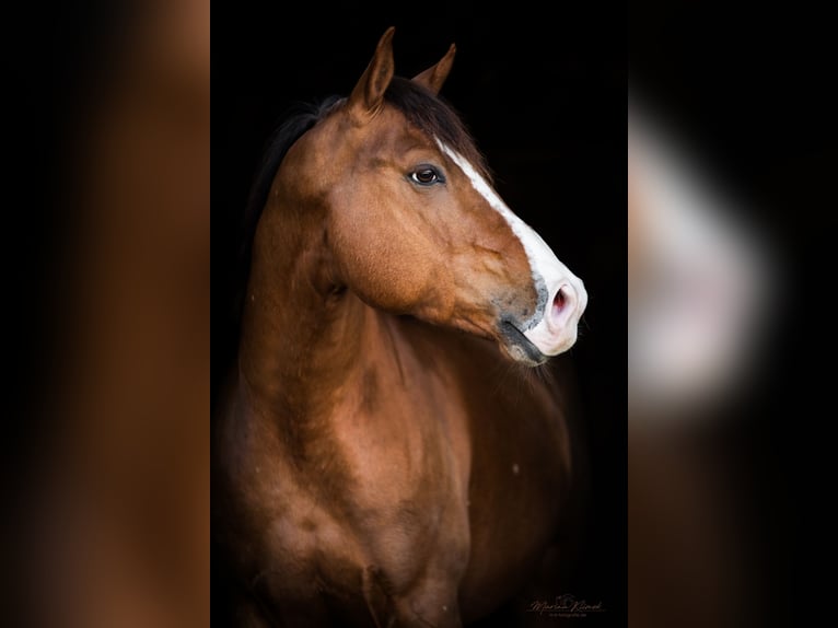 American Quarter Horse Stallone Sauro scuro in Delligsen