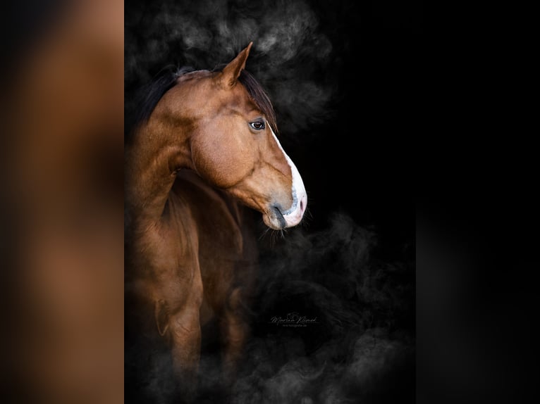 American Quarter Horse Stallone Sauro scuro in Delligsen