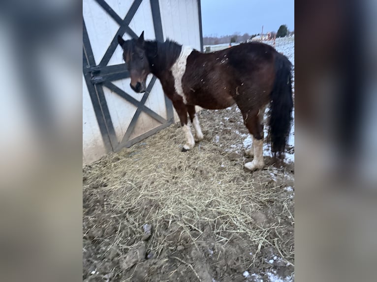 American Quarter Horse Mix Stute 10 Jahre 127 cm in Navarre