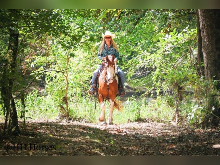 American Quarter Horse Stute 10 Jahre 137 cm Tobiano-alle-Farben in Stephenville TX