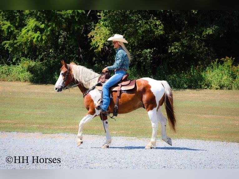 American Quarter Horse Stute 10 Jahre 137 cm Tobiano-alle-Farben in Stephenville TX