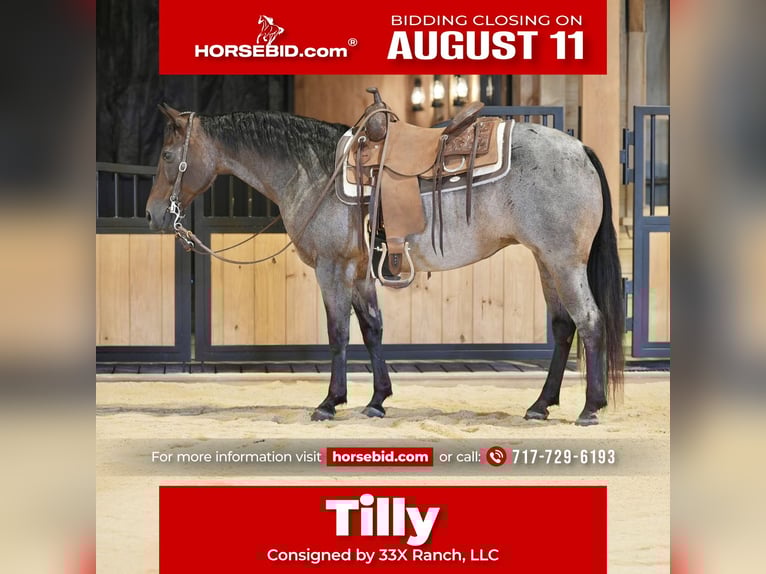American Quarter Horse Stute 10 Jahre 140 cm Roan-Bay in Needmore