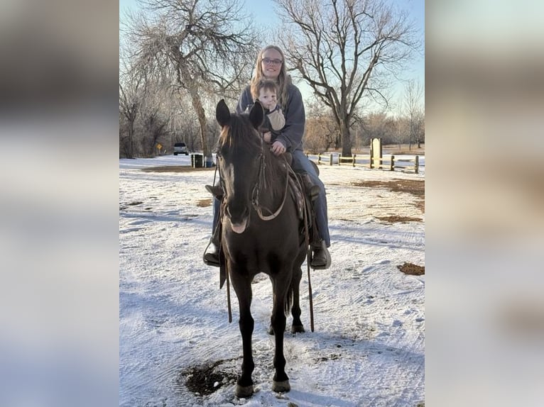 American Quarter Horse Stute 10 Jahre 142 cm Rappe in Fort Collins