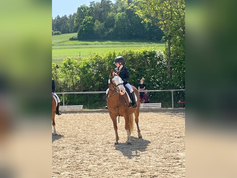 American Quarter Horse Stute 10 Jahre 144 cm Fuchs in Ulrichstein