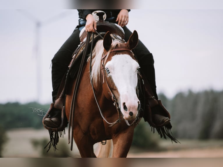 American Quarter Horse Stute 10 Jahre 144 cm Fuchs in Ulrichstein