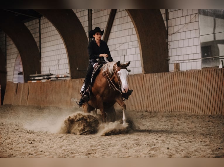 American Quarter Horse Stute 10 Jahre 144 cm Fuchs in Ulrichstein