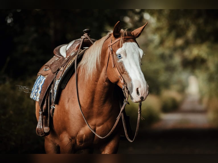 American Quarter Horse Stute 10 Jahre 144 cm Fuchs in Ulrichstein