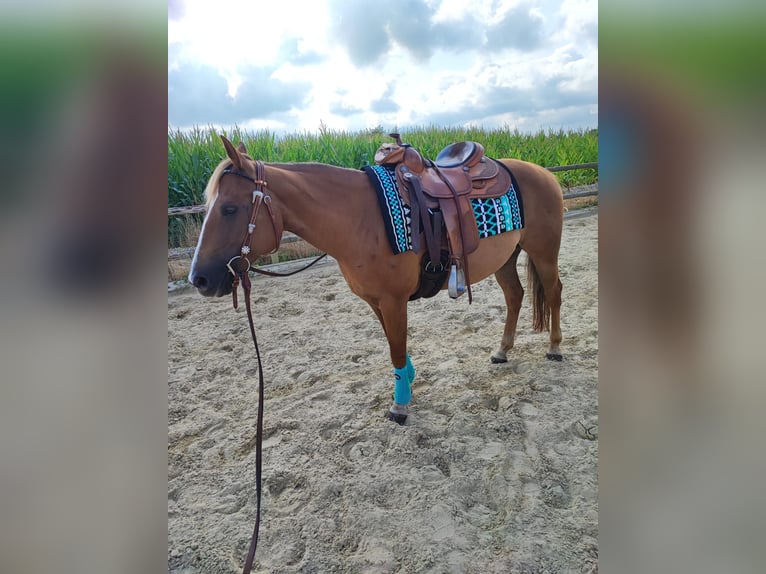 American Quarter Horse Stute 10 Jahre 145 cm Dunkelfuchs in Debstedt