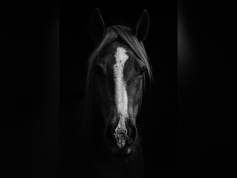 American Quarter Horse Stute 10 Jahre 145 cm Dunkelfuchs in Debstedt