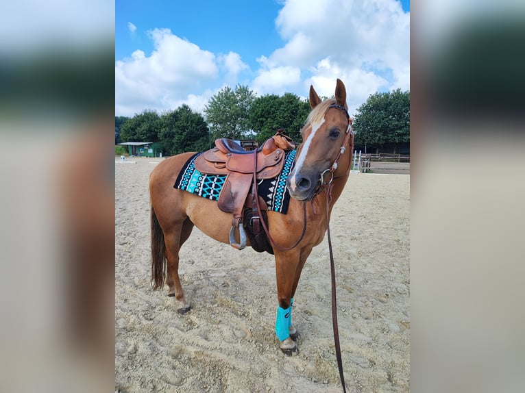 American Quarter Horse Stute 10 Jahre 145 cm Dunkelfuchs in Debstedt