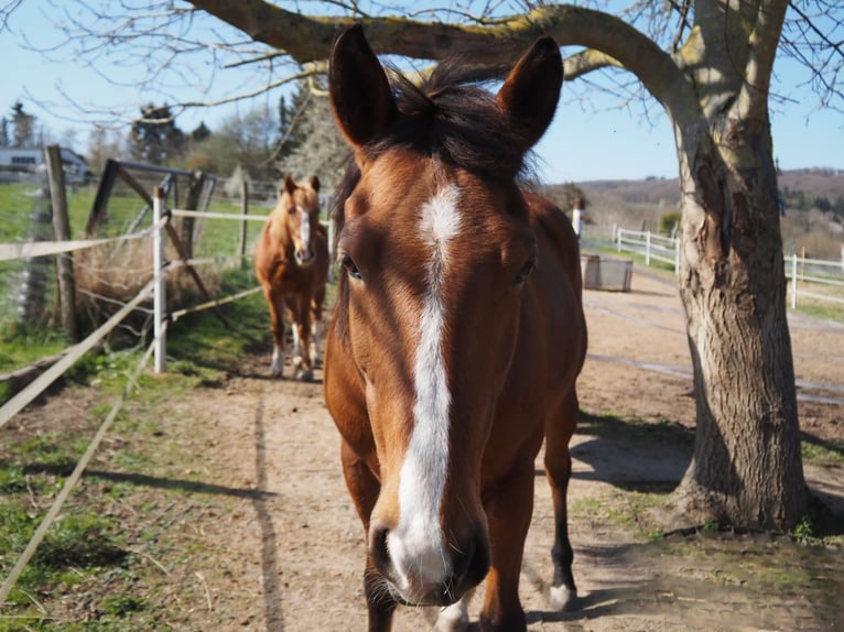 American Quarter Horse Stute 10 Jahre 145 cm Hellbrauner in Neuwied
