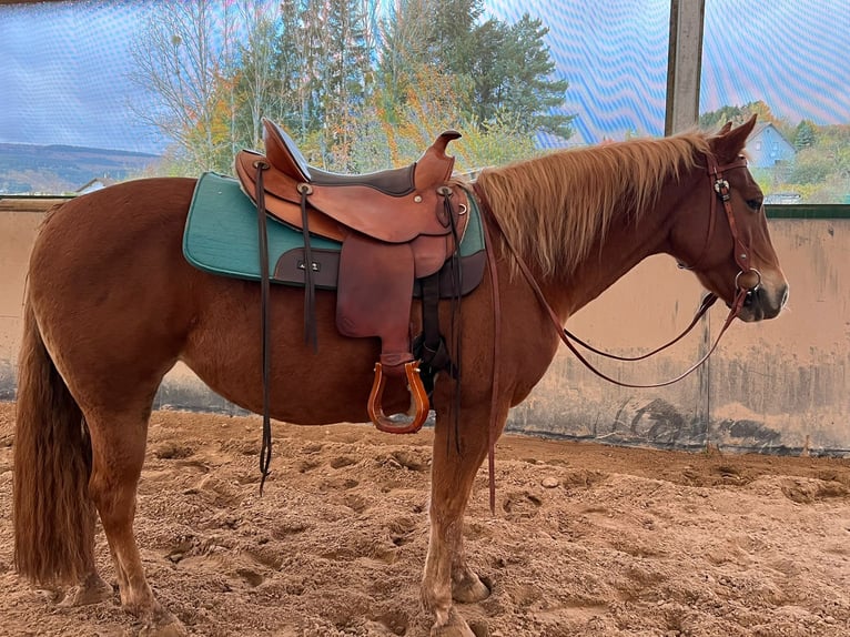 American Quarter Horse Mix Stute 10 Jahre 146 cm Fuchs in Wadern
