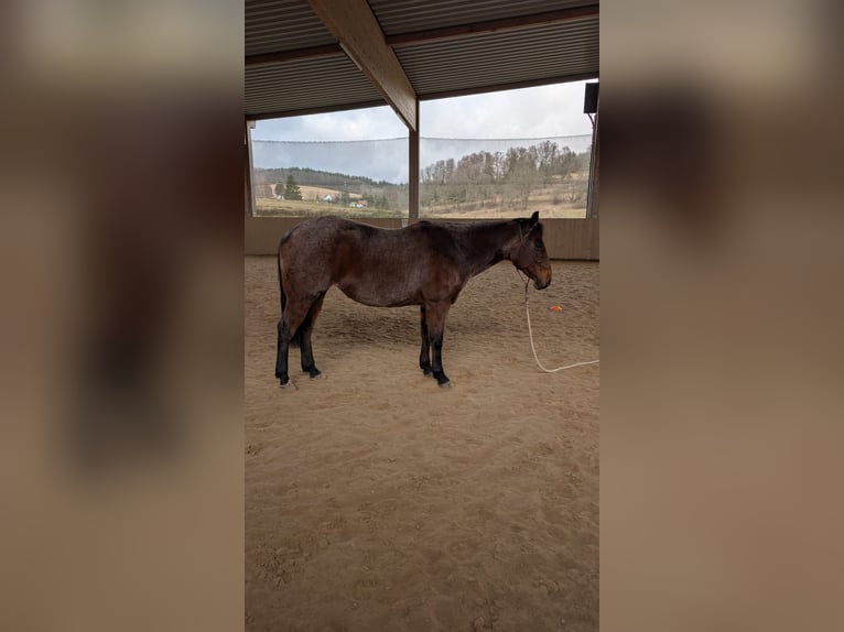 American Quarter Horse Stute 10 Jahre 146 cm Roan-Bay in Viernau