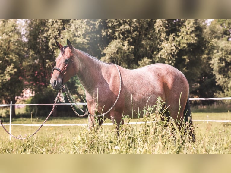 American Quarter Horse Stute 10 Jahre 146 cm Roan-Bay in Viernau