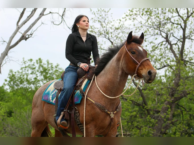 American Quarter Horse Stute 10 Jahre 147 cm Roan-Bay in Poolville