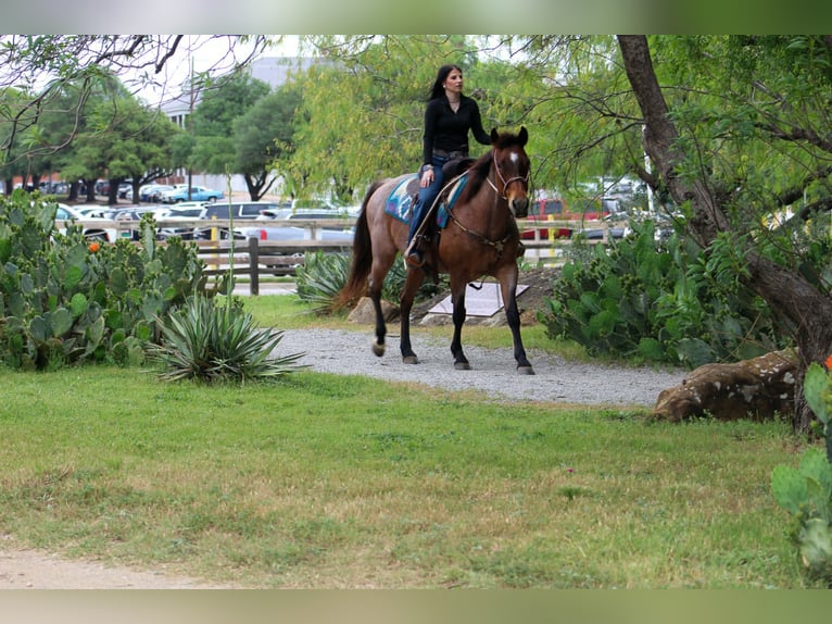 American Quarter Horse Stute 10 Jahre 147 cm Roan-Bay in Poolville