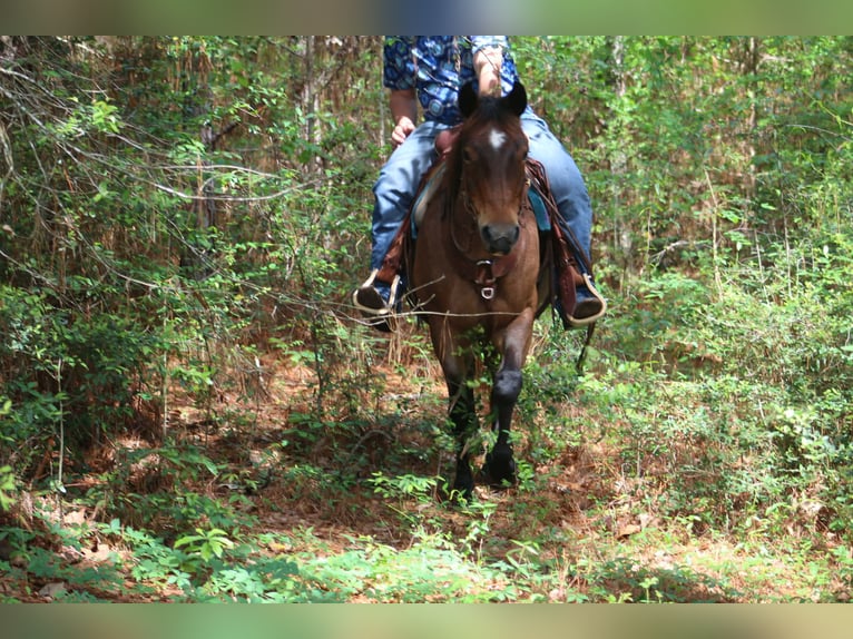 American Quarter Horse Stute 10 Jahre 147 cm Roan-Bay in Poolville