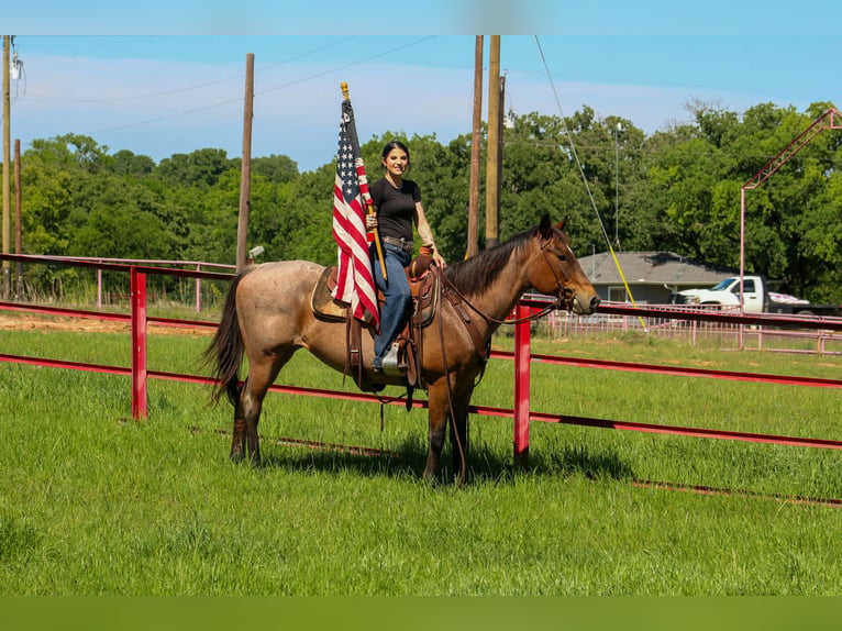 American Quarter Horse Stute 10 Jahre 147 cm Roan-Bay in Poolville