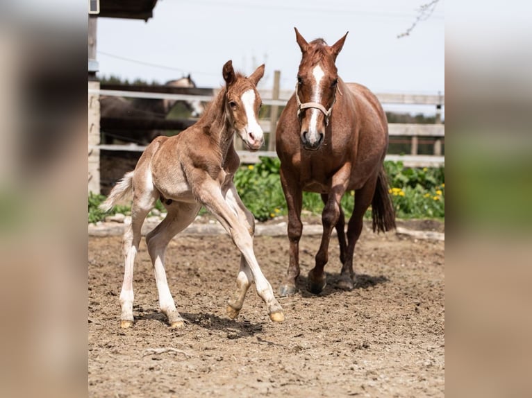American Quarter Horse Stute 10 Jahre 147 cm Roan-Red in Salzwedel