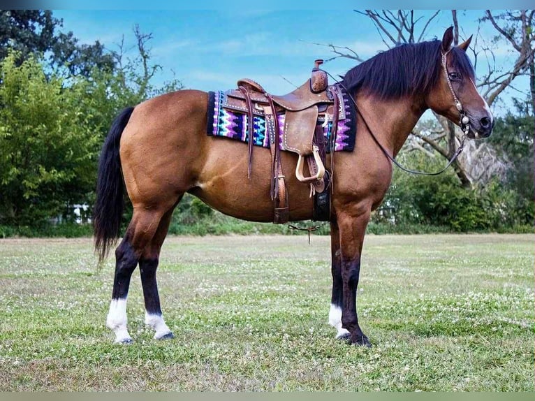 American Quarter Horse Stute 10 Jahre 147 cm Rotbrauner in Conifer CO