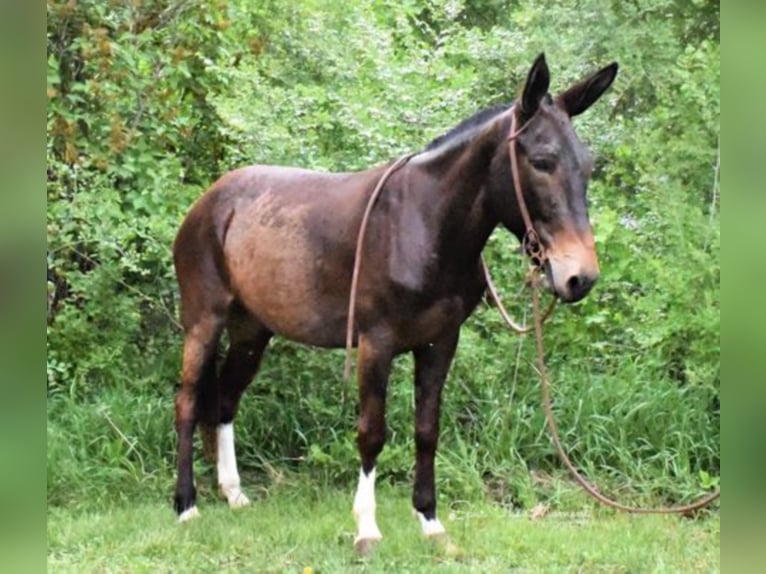 American Quarter Horse Stute 10 Jahre 147 cm Rotbrauner in Van HOrne Ia