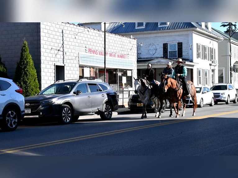 American Quarter Horse Stute 10 Jahre 147 cm Rotfuchs in Rebersburg